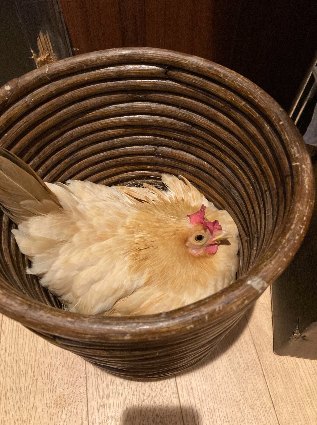 ไก่ฉะฉะได ออกไข่ ถังขยะ ห้องน้ำ