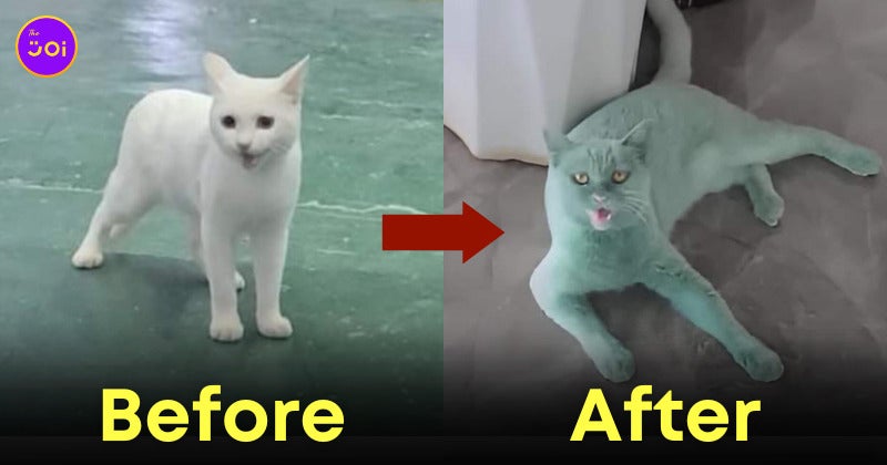 แมวขาว แมวเขียว ทาสแมว