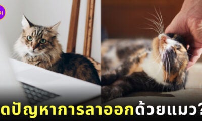 ให้พนักงานเลี้ยงแมว ลดปัญหาการลาออก ญี่ปุ่น
