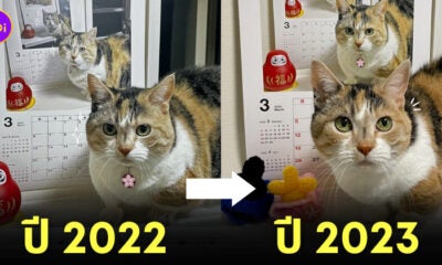 แมวสามสีญี่ปุ่น ปฏิทิน เดือนมีนาคม