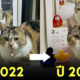 แมวสามสีญี่ปุ่น ปฏิทิน เดือนมีนาคม