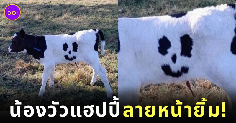 น้องวัวแฮปปี้ วัวลายหน้ายิ้ม