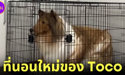 Toco หนุ่มญี่ปุ่นแต่งตัวเป็นหมาคอลลี่ซื้อที่นอนใหม่เป็นกรง