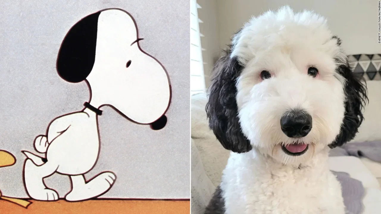 Bayley Snoopy