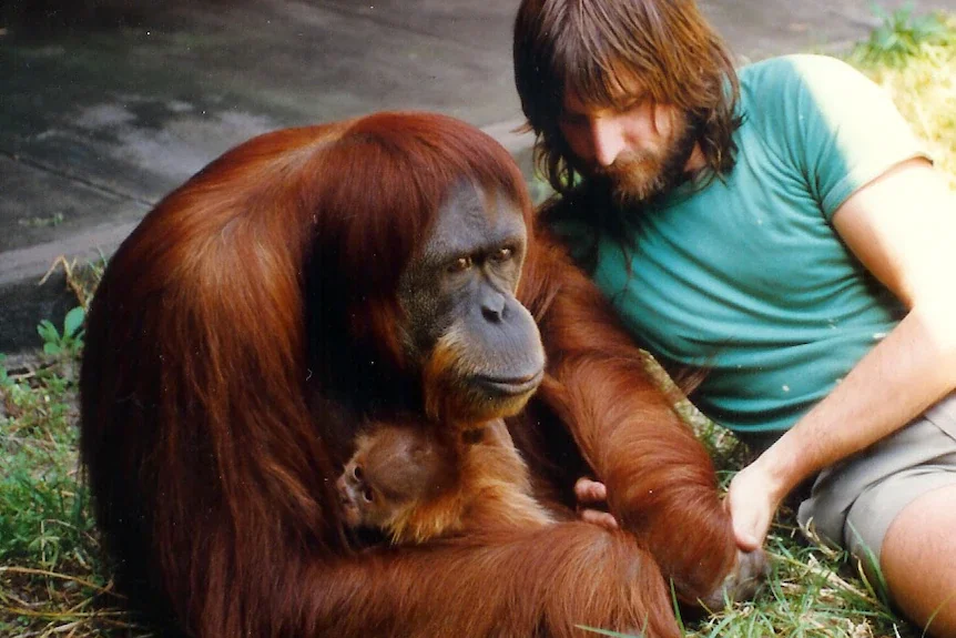 orangutan human
