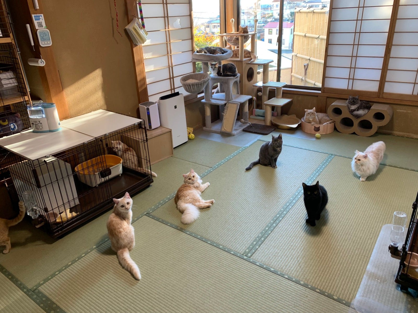 เรียวกังญี่ปุ่น ทดลองเลี้ยงแมว