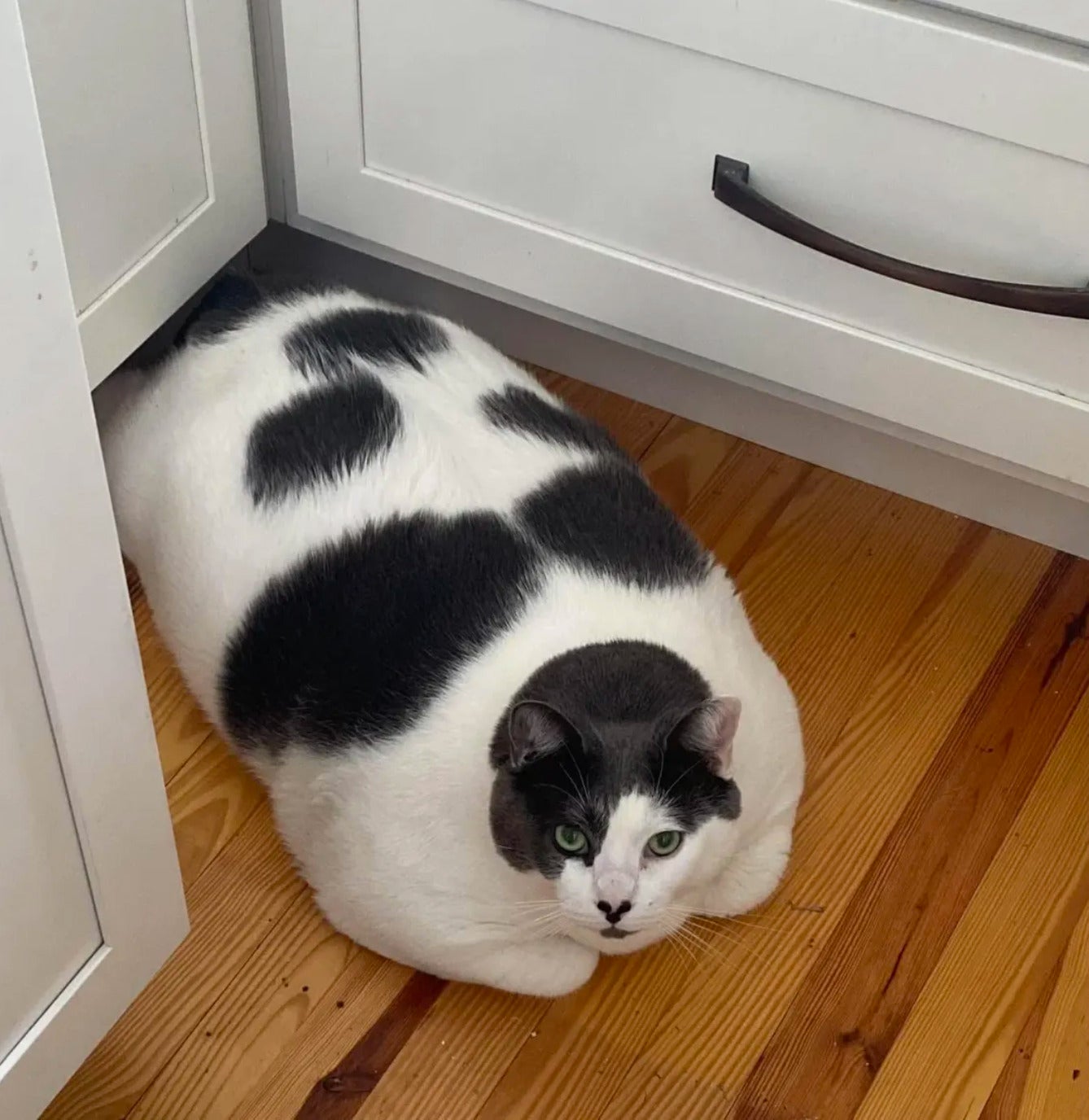 แพตเชส แมวอ้วน น้ำหนัก 18 กิโลกรัม