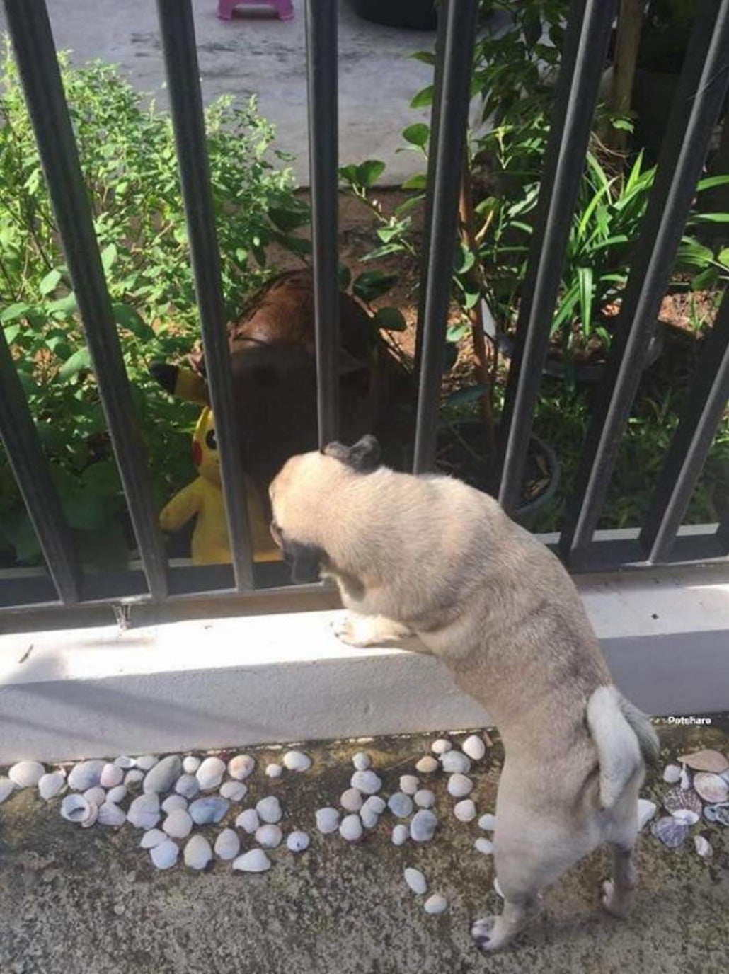 ลาบราดอร์คลั่งรักหมาปั๊กข้างบ้าน เดินคาบตุ๊กตาปิกาจูมาจีบข้างรั้วทุกวัน