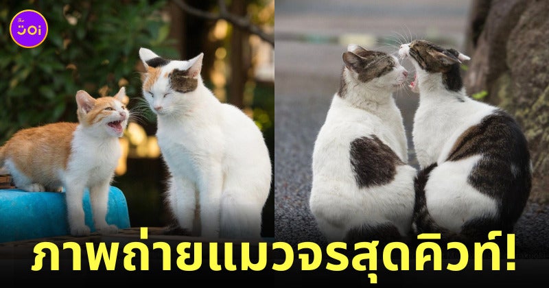ภาพแมวจรจัด ช่างภาพชาวญี่ปุ่น Masayuki Oki