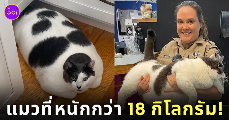 แพตเชส แมวอ้วน น้ำหนัก 18 กิโลกรัม