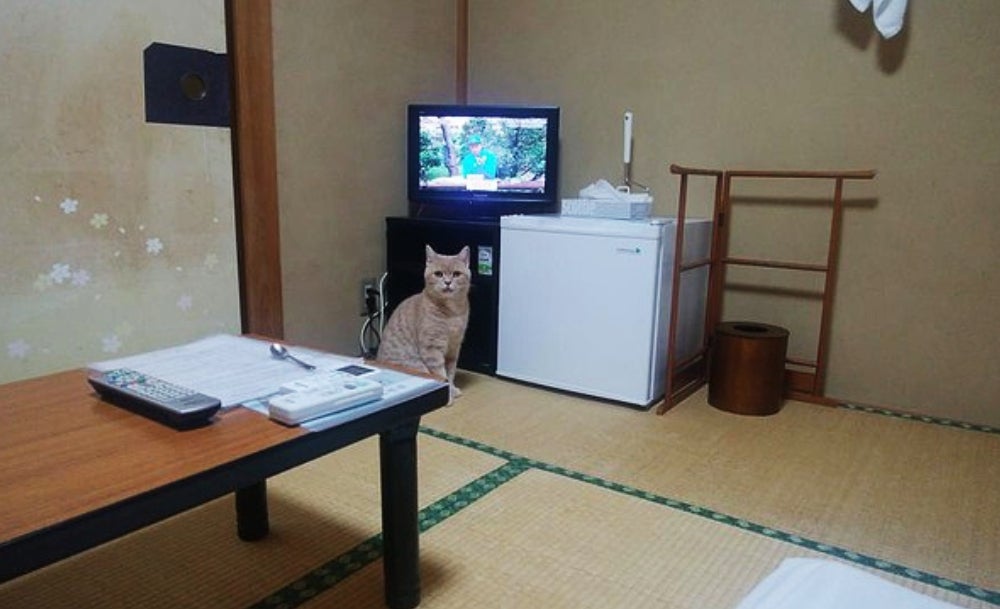 เรียวกังญี่ปุ่น ทดลองเลี้ยงแมว