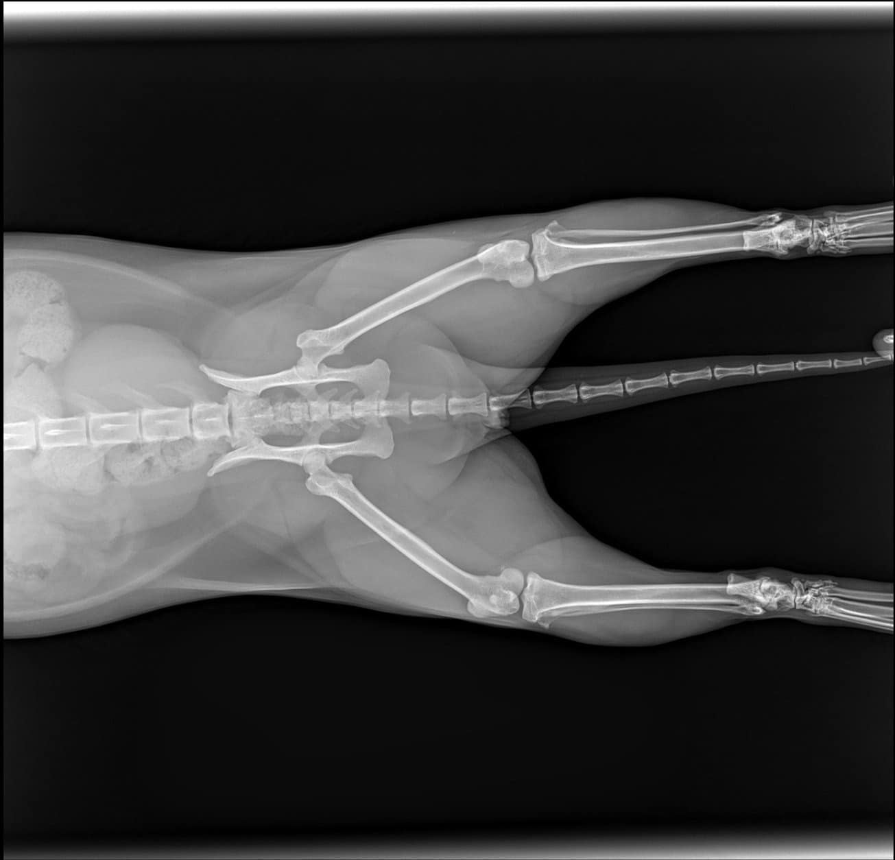 x ray น้องแมวตกคอนโด