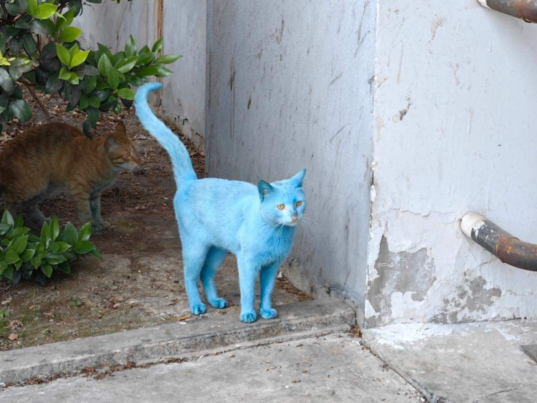 แมวสีขาว แมวสีฟ้า โดเรม่อน