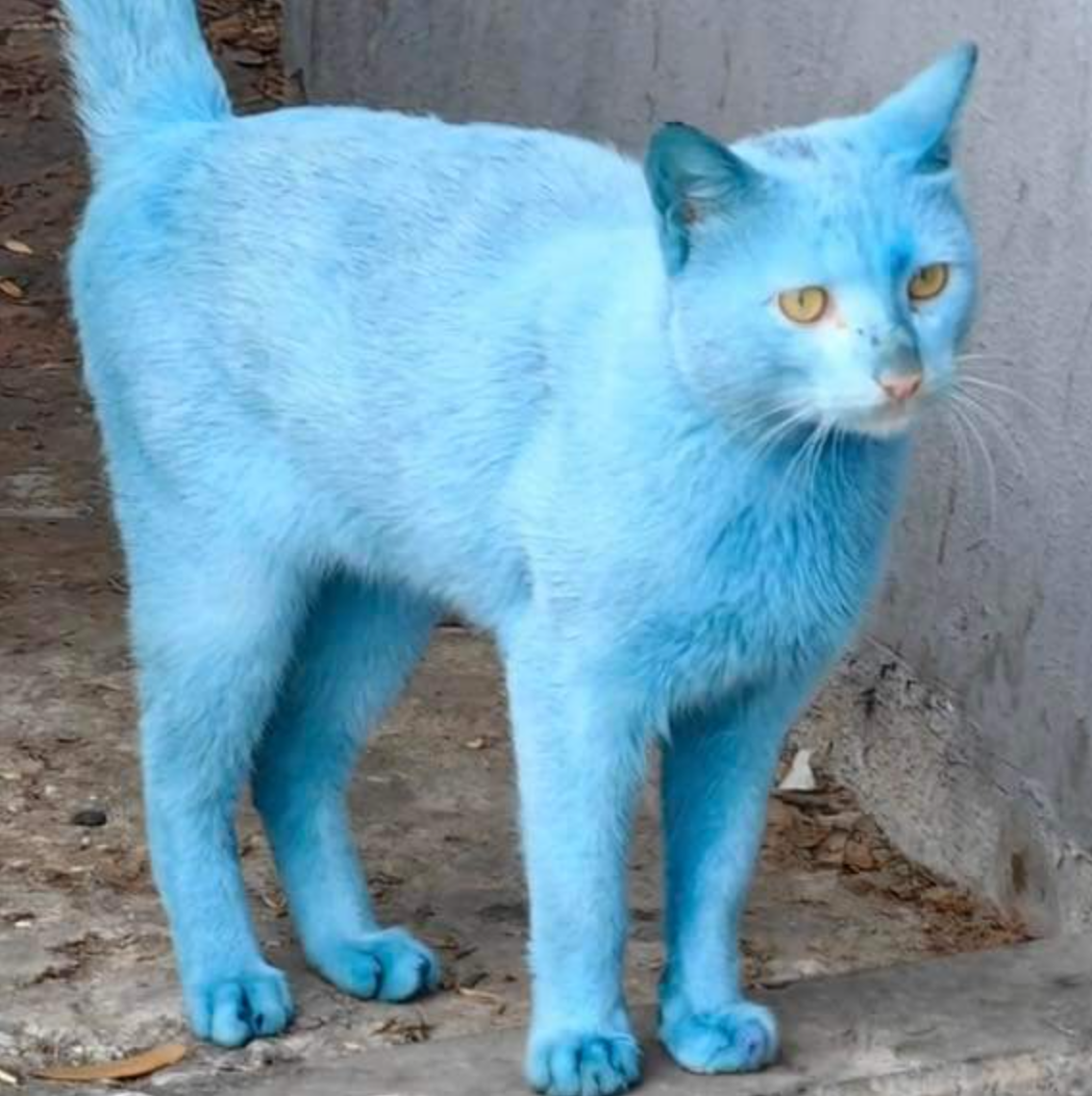 แมวสีขาว แมวสีฟ้า โดเรม่อน