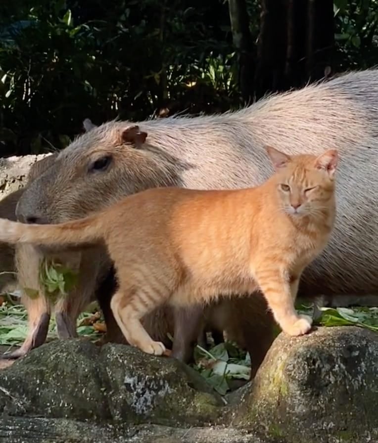 โอเยน Oyen แมวส้ม หมามะพร้าว คาปิบาร่า Zoo Negara
