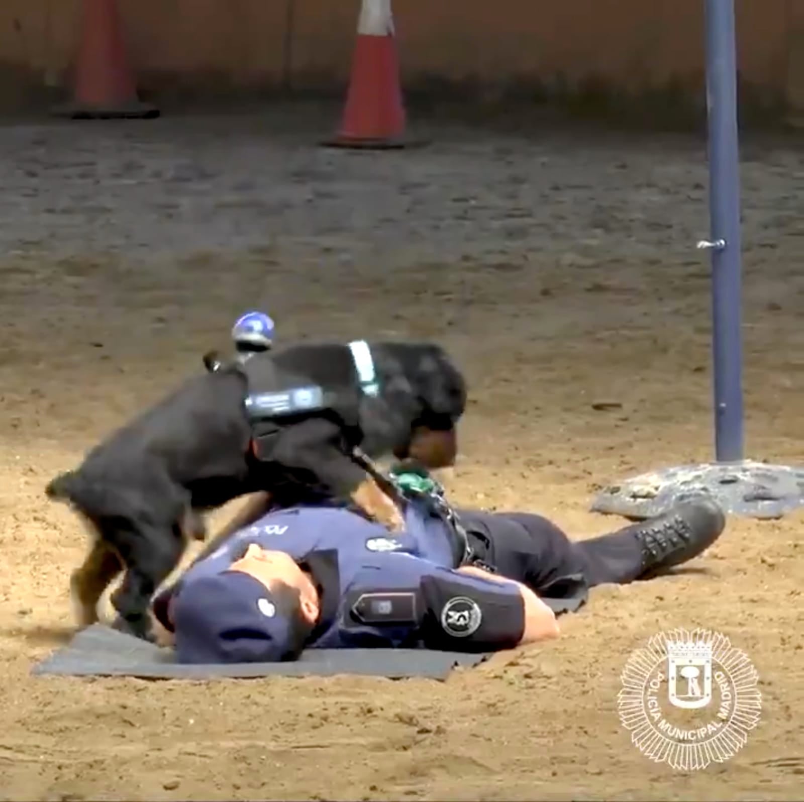 คลิปสุนัขตำรวจฝึกทำ CPR