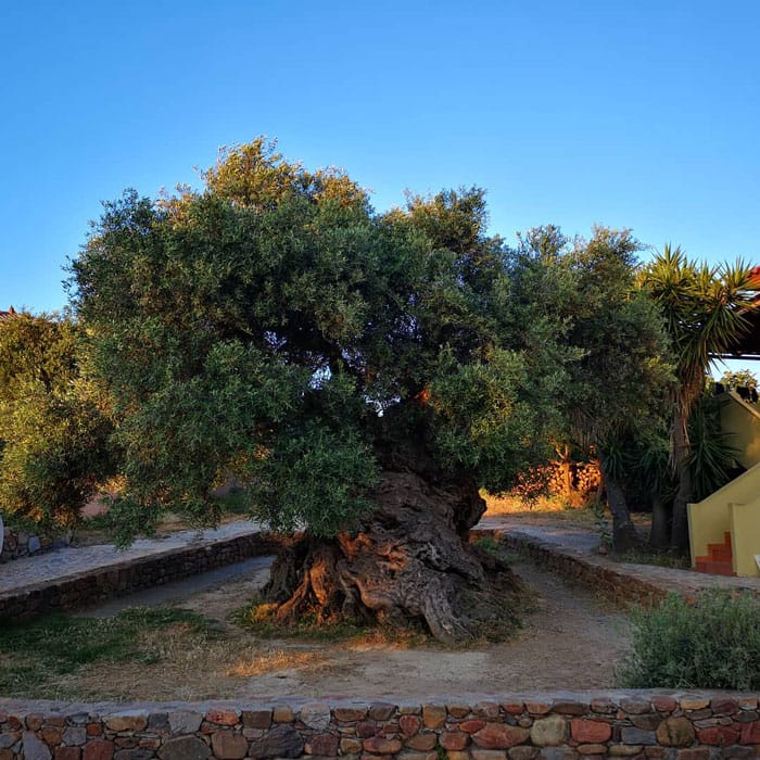 Olive Tree Of Vouves