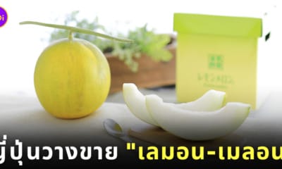 ผลไม้ญี่ปุ่น เลมอน-เมลอน Lemon Melon