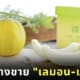 ผลไม้ญี่ปุ่น เลมอน-เมลอน Lemon Melon