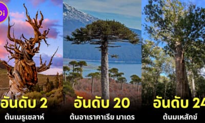 ปก 28 อันดับต้นไม้ที่อายุมากที่สุดในโลก