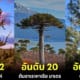 ปก 28 อันดับต้นไม้ที่อายุมากที่สุดในโลก