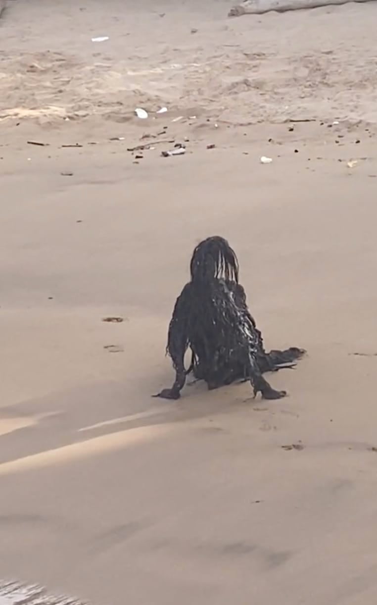 คลิปสัตว์ประหลาดริมหาด หมาดำ TikTok