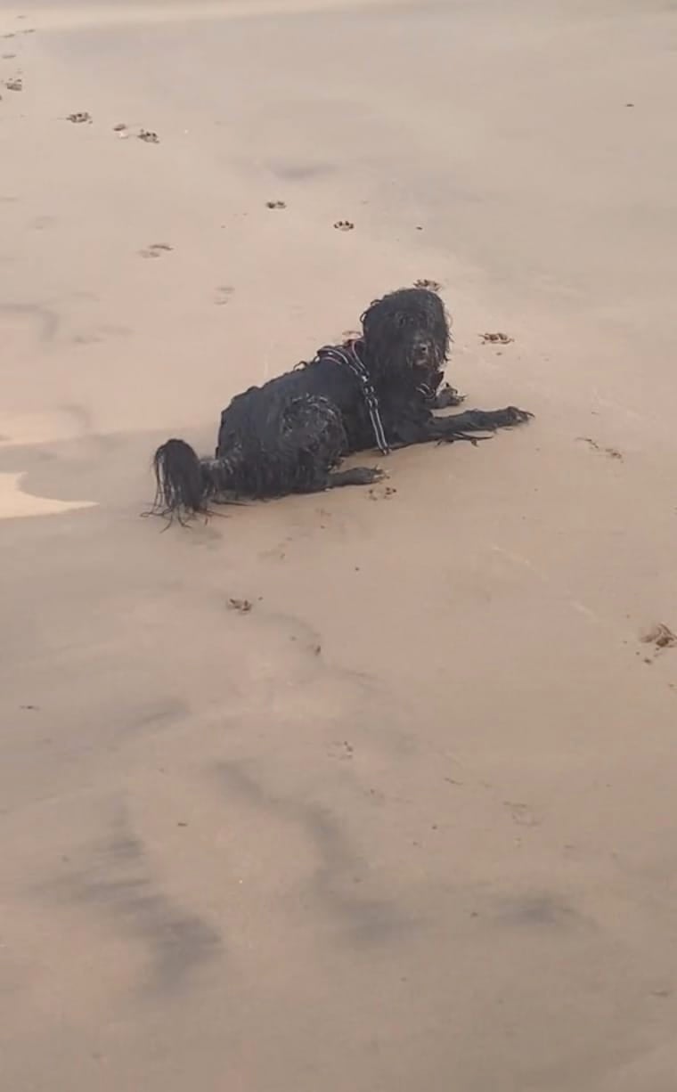 คลิปสัตว์ประหลาดริมหาด หมาดำ TikTok
