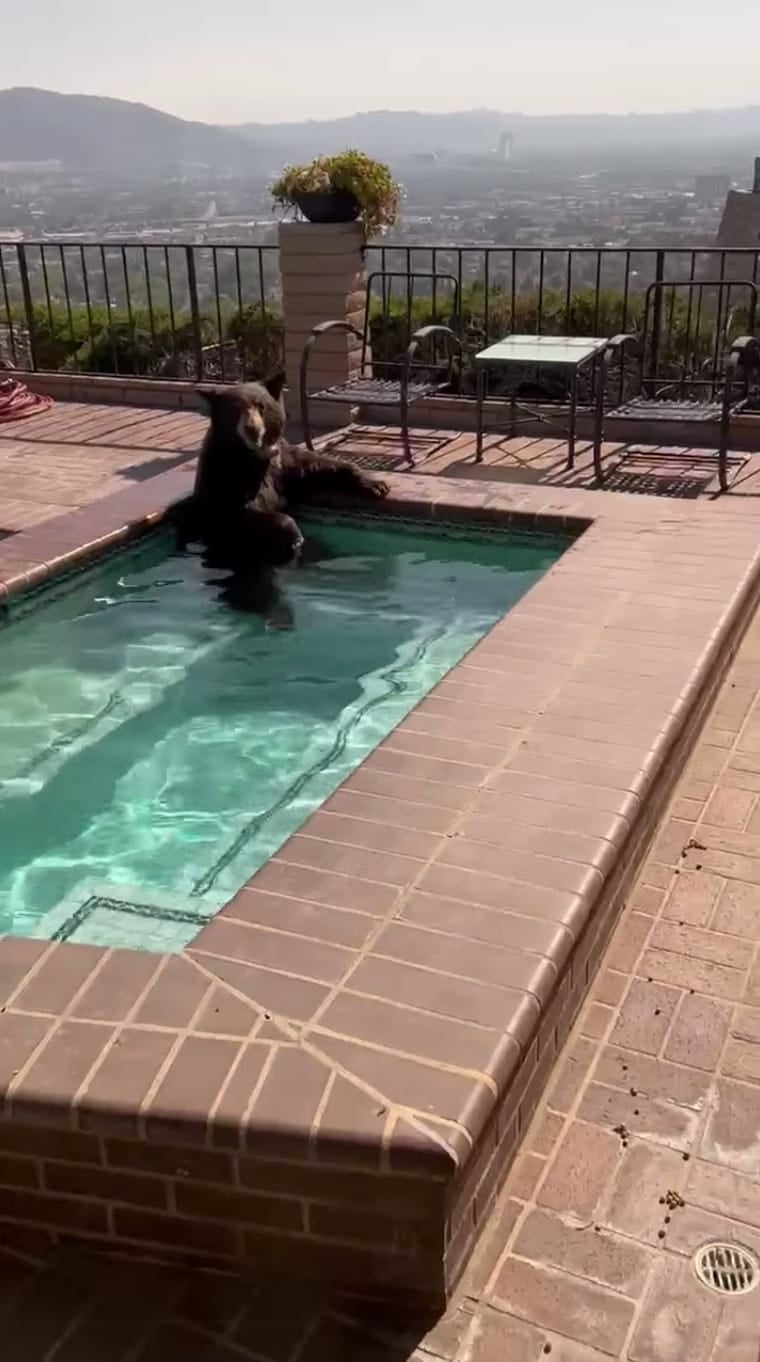 คลิปหมีหนีความร้อนมาแอบแช่น้ำที่บ้านคน