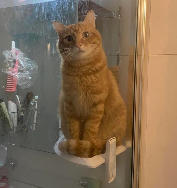 แมวส้มดูทาสอาบน้ำ ที่นั่ง VIP