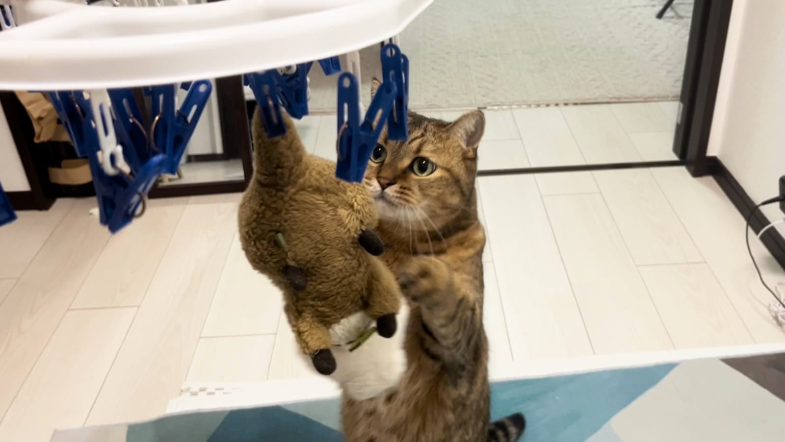 แมวญี่ปุ่น Minira ช่วยเหลือตุ๊กตา แขวนตากในท่าห้อยหัว