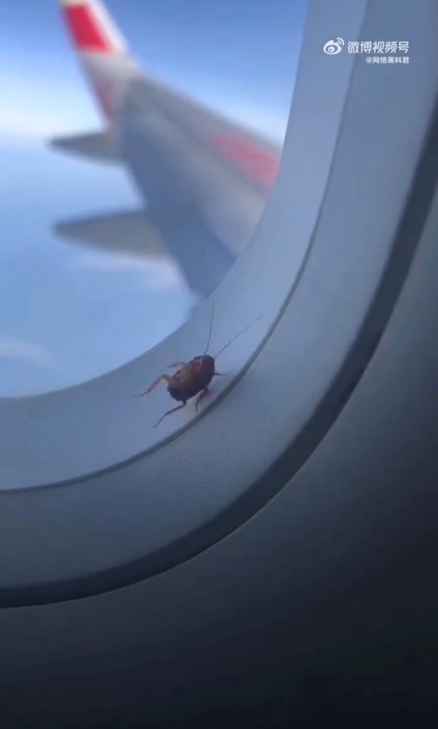 คลิปแมลงสาบเกาะหน้าต่างเครื่องบินขณะอยู่กลางอากาศในประเทศจีน