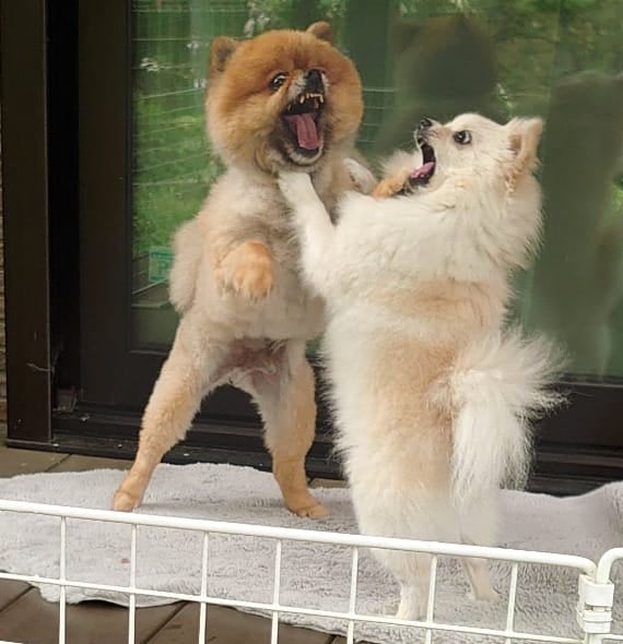 น้องหมาตีกันแย่งซีน แตงกวา มะระ ผักปลูกเองจากสวน ญี่ปุ่น
