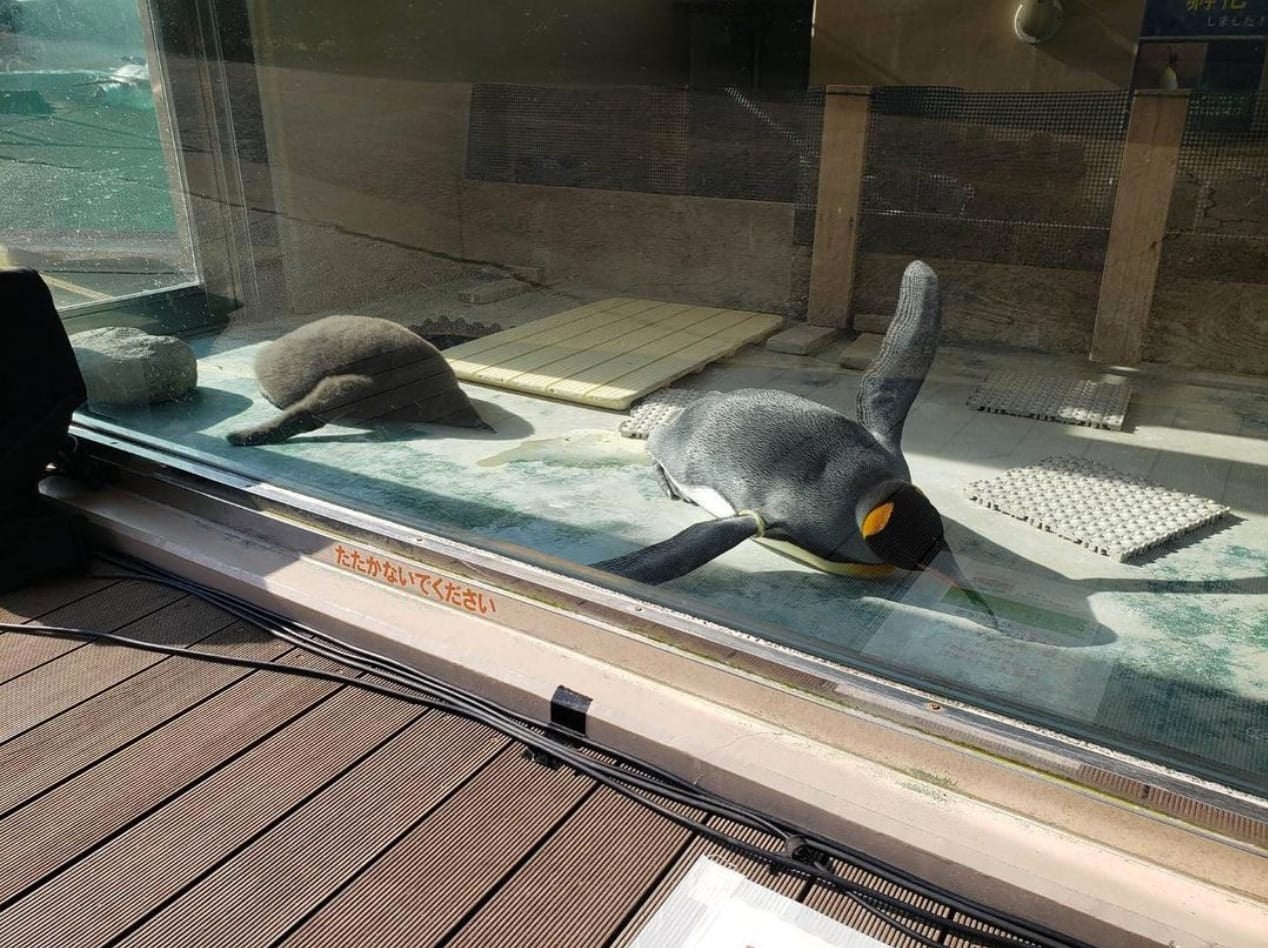 ภาพแม่ลูกเพนกวิน สวนสัตว์ญี่ปุ่น
