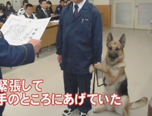 สุนัขตำรวจตื่นเต้นรับเกียรติบัตร