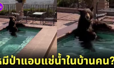 คลิปหมีหนีความร้อนมาแอบแช่น้ำที่บ้านคน