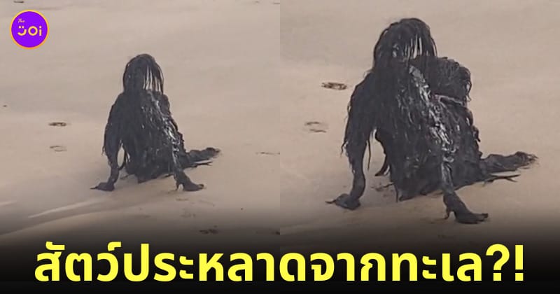คลิปสัตว์ประหลาดริมหาด หมาดำ Tiktok