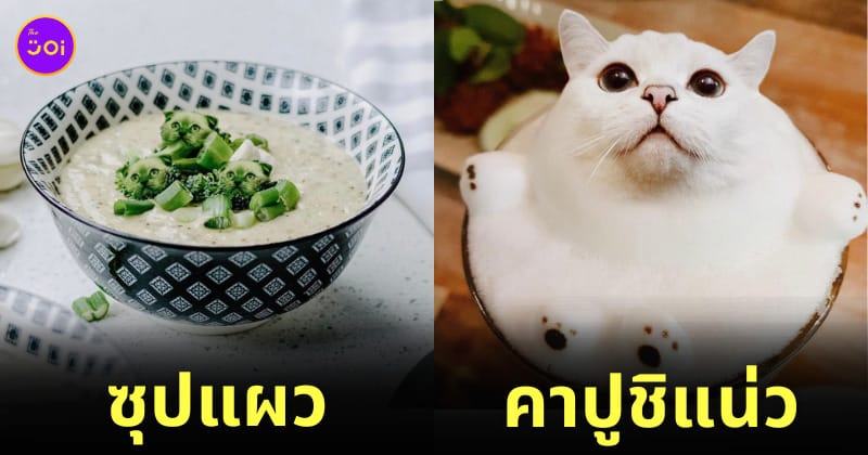 ภาพตัดต่อแมวผสมเข้ากับอาหารและขนม