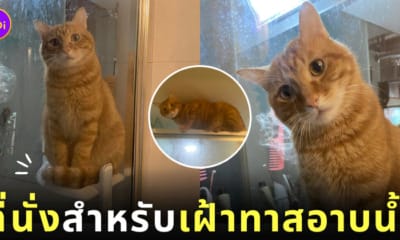 แมวส้มดูทาสอาบน้ำ ที่นั่ง Vip