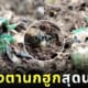 พืชจิ๋ว พิศวงตานกฮูก พิศวงไทยทอง พรรณไม้เกียรติประวัติไทย เขตรักษาพันธุ์สัตว์ป่าอุ้มผาง จังหวัดตาก
