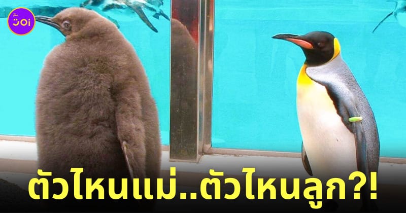 ภาพแม่ลูกเพนกวิน สวนสัตว์ญี่ปุ่น