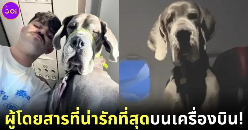 หนุ่มอเมริกันเหมาเก้าอี้ 3 ตัวบนเครื่องบินพาน้องหมาให้กำลังใจ (Emotional Support Dog) สายพันธุ์เกรทเดน