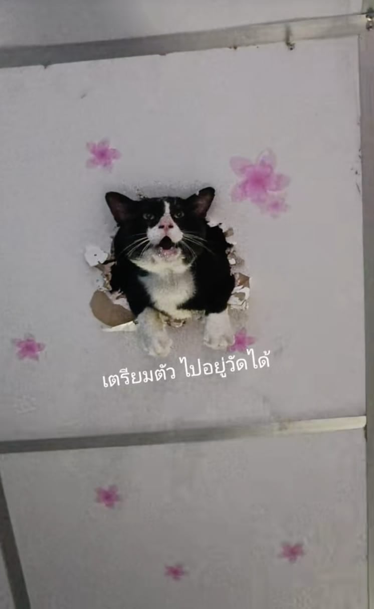 แมวทะลุเพดาน แมวติดบนฝ้า tiktok
