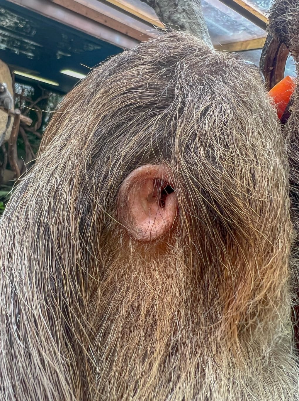 ภาพหูของสลอธ สวนสัตว์ญี่ปุ่น
