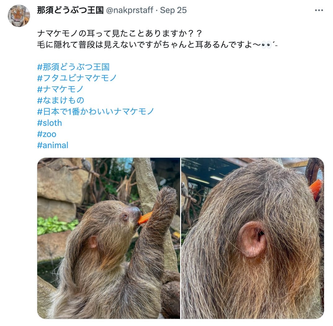 ภาพหูของสลอธ สวนสัตว์ญี่ปุ่น