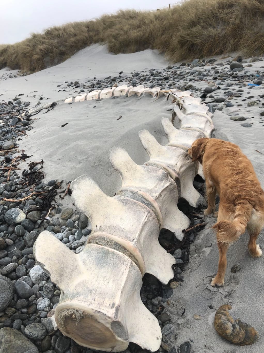 หมาโกลเด้นแทะกระดูกวาฬชิ้นโตบนชายหาด