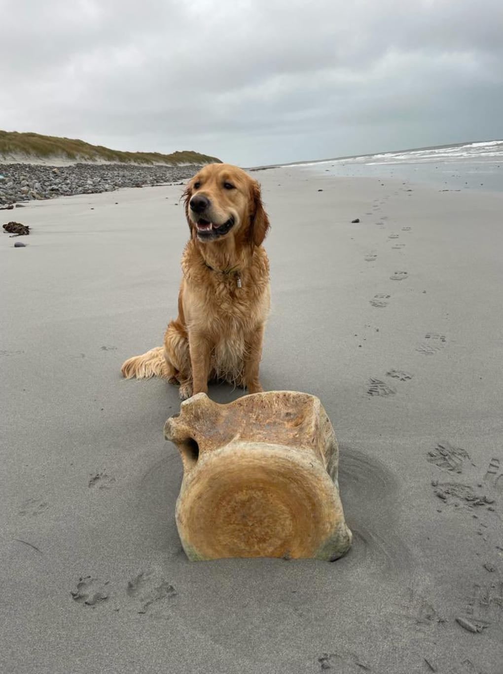 หมาโกลเด้นแทะกระดูกวาฬชิ้นโตบนชายหาด
