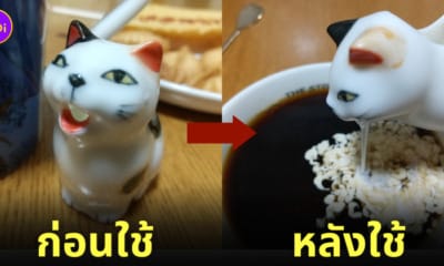 แก้วเทนมแมวอ้วก ญี่ปุ่น