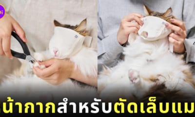 หน้ากากแมว ตัดเล็บ แบรนด์ Nekozuki ญี่ปุ่น