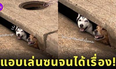 หมาไซบีเรียน หมาโกลเด้น ติดในท่อระบายน้ำ ใบหน้าไม่รู้ร้อนรู้หนาว