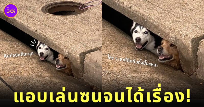 หมาไซบีเรียน หมาโกลเด้น ติดในท่อระบายน้ำ ใบหน้าไม่รู้ร้อนรู้หนาว